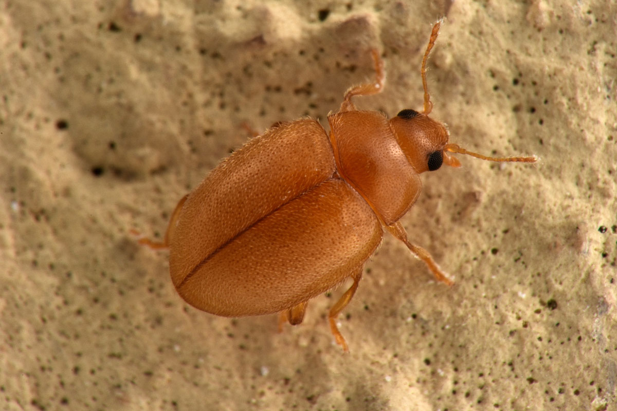 Coccinellidae: Rhyzobius litura